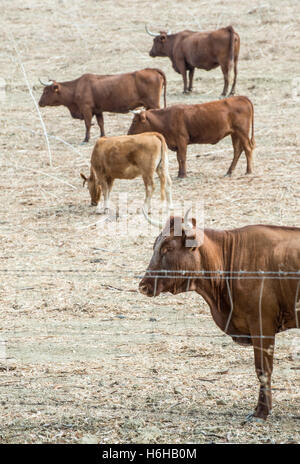 Kühe auf Milchviehbetrieb. Braune Kühe hinter Zaun Stockfoto