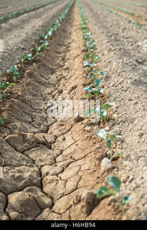 Kleine bepflanzte Kohl in Reihe. Jungpflanzen Stockfoto
