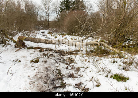 Biber beißen Markierungen auf einem Baum im hohen Venn, Hautes Vagnes, Hohes Venn, Eifel Stockfoto