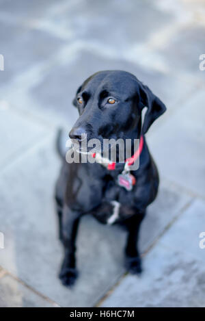 Schwarzer Hund sitzend auf Platte Stockfoto