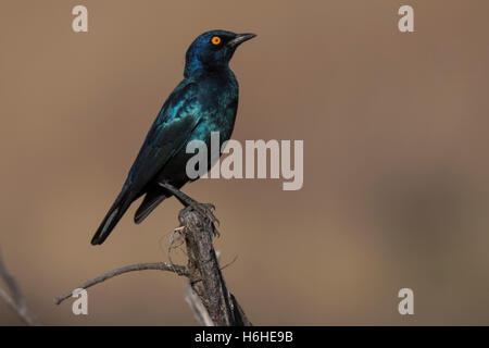 Mehr blau-eared Starling (Glanzstare Chalybaeus) sitzend auf Ast, Chobe National Park, Savuti, Botswana Stockfoto