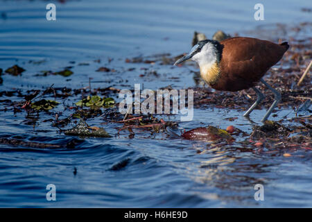 Afrikanische Blatthühnchen (Actophilornis Africanus) im Wasser, Moremi Game Reserve, Botswana Stockfoto