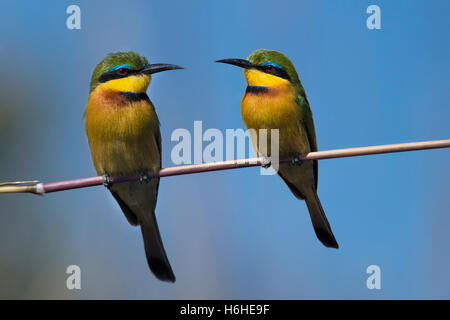 Kleine Bienenfresser (Merops percivali) sitzen auf Klinge, Moremi Game Reserve, Okavango Delta, Botswana Stockfoto