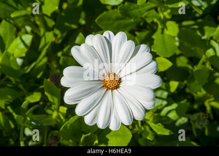 Weiße afrikanischen Gänseblümchen (Osteospermum) blühen in Bayern, Deutschland Stockfoto