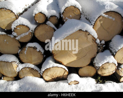 Fichtenholz im winter Stockfoto