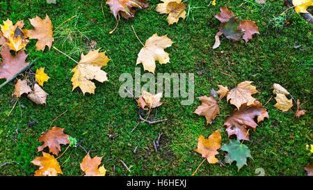 Laub auf grünem Moos, Herbst Hintergrund. Stockfoto