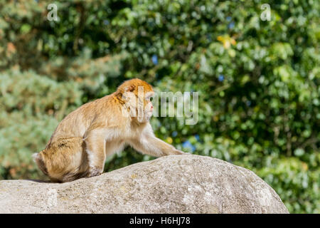 auf den Felsen Leben Affen Berg hoch und trocken Stockfoto