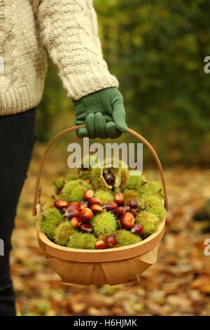 Ein Sammler trägt frisch gepflückten Edelkastanien (Castanea Sativa) durch den alten Wald in South Yorkshire, England UK Stockfoto