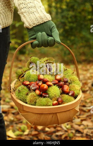 Ein Sammler trägt frisch gepflückten Edelkastanien (Castanea Sativa) durch den alten Wald in South Yorkshire, England UK Stockfoto