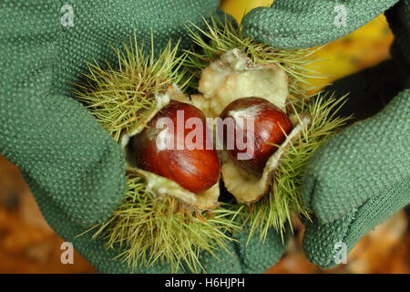 Die Kastanien (Castanea sativa) in Ihren stacheligen cupules, frisch in einem alten Wald versammelt, eröffnet werden, sind die genießbare Nüsse, Herbst, Großbritannien Stockfoto