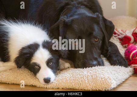 Labrador und Collie zu Hause entspannen Stockfoto