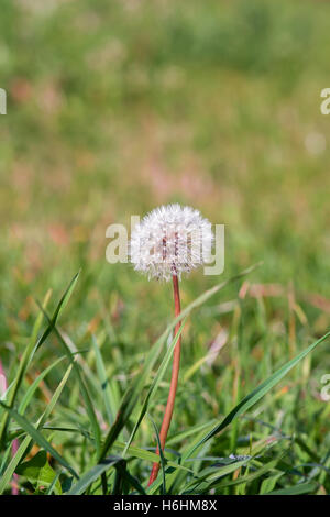 einzelne ganze Löwenzahn im Rasen Stockfoto