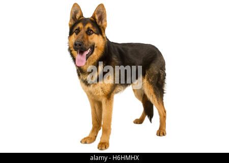 Deutscher Schäferhund liegend, isoliert auf weißem Hintergrund, Studio gedreht. Stockfoto