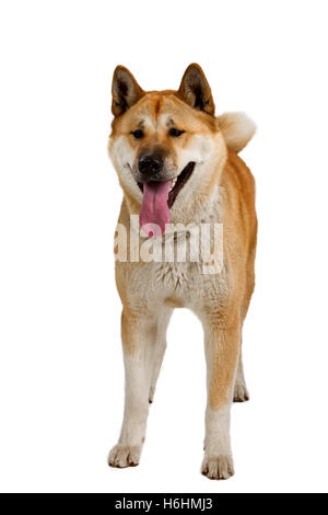 Akita Inu sitzen und Keuchen, isoliert auf weiss Stockfoto