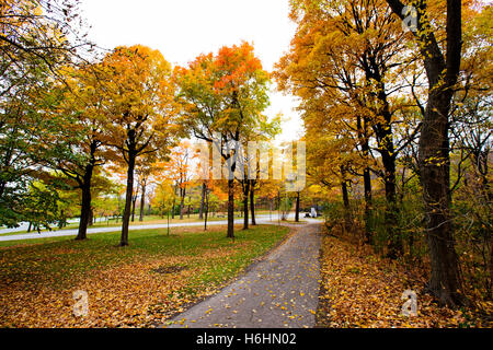 Spektakuläre, bunte Herbstlandschaft in Mont Royal Park, Kanada, Quebec Stockfoto