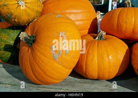 Verschiedene Kürbisse und Zucchini auf urigen Holzbrettern mit Halloween-Hintergrund Stockfoto