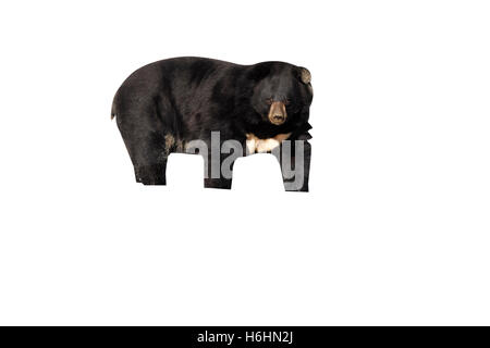 Asiatische Schwarzbären, Ursus Thibetanus, einziges Säugetier im Wasser Stockfoto