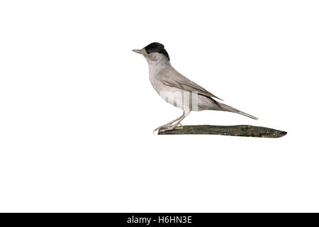 Mönchsgrasmücke, Sylvia Atricapilla, einzelnes Männchen durch Wasser, Ungarn Stockfoto