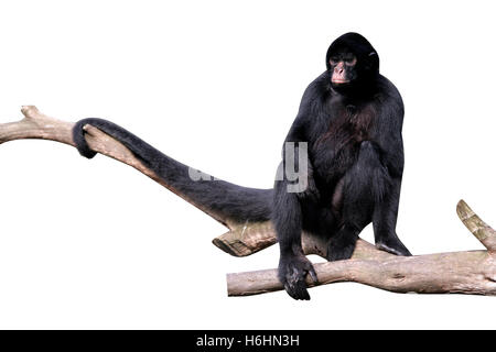 Black-faced Klammeraffe, Ateles Chamek, einziges Säugetier im Baum, Brasilien Stockfoto