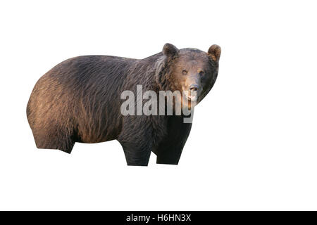 Europäischer Braunbär Ursus Arctos Arctos, einziges Säugetier in Wäldern, Finnland Stockfoto