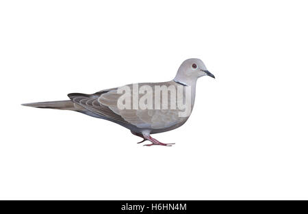 Collared Dove, Streptopelia Decaocto, einziger Vogel von Wasser Stockfoto