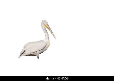 Dalmatinische Pelikan, Pelecanus Crispus, einzelne Vogel durch Wasser, Rumänien, Mai 2015 Stockfoto