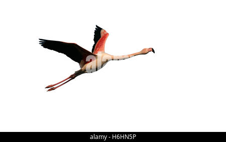 Größere Flamingo, Phoenicopterus Ruber, einziger Vogel im Flug, Frankreich Stockfoto