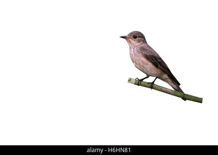 Grauschnäpper, Muscicapa Striata, einziger Vogel auf Zweig, Ungarn Stockfoto