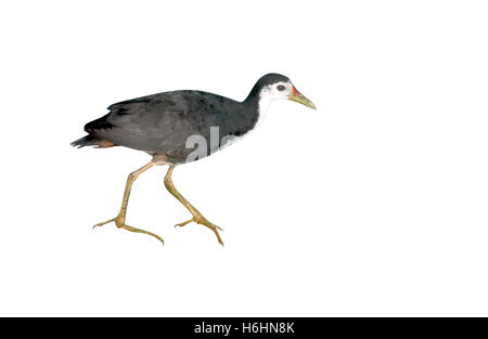 WEIßE BREASTED WATERHEN, Amaurornis Phoenicurus, Indien Stockfoto