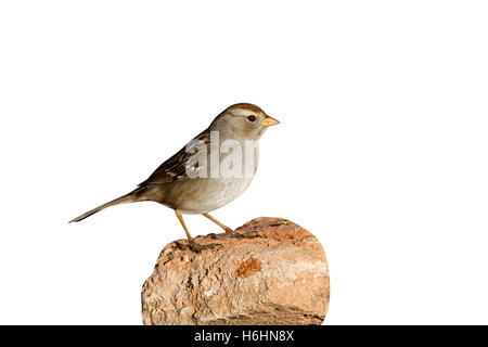 Weiß – gekrönter Spatz, Zonotrichia Leucophrys, Weiblich, Arizona, USA, winter Stockfoto