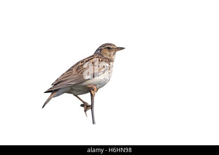 Holz, Lerche, Lullula Arborea, einziger Vogel auf Zweig, Bulgarien Stockfoto