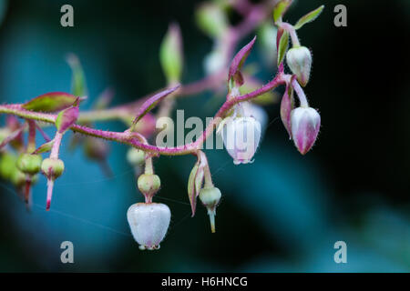 Blumen der Salal Bush in einem gemäßigten Regenwald Stockfoto