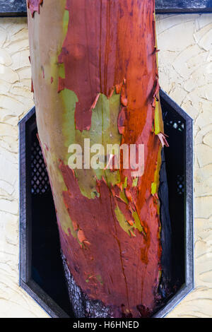 Ein Nebengebäude errichtet um eine Arbutus-Baum Stockfoto