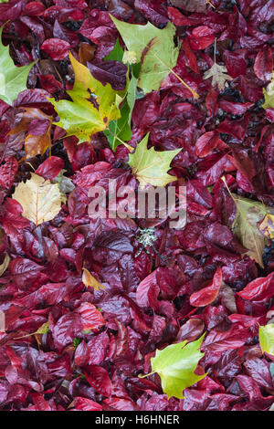 Bunte nasse Blätter an einem Oktobertag im Regen Stockfoto