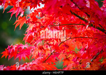 Handförmig Blätter von einem japanischen Ahorn (Acer Palmatum) auf dem Baum in hell rot leuchtenden Herbstfarben in Südengland Stockfoto