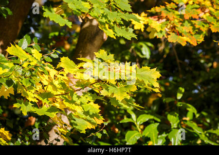 Ahorn (Acer Pseudoplatanus) lässt immer noch auf dem Baum in ziemlich Herbstfarben in einem Garten in Süd-England Stockfoto