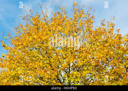 Ahorn (Acer Pseudoplatanus) lässt immer noch auf dem Baum in ziemlich Herbstfarben in einem Garten in Süd-England Stockfoto