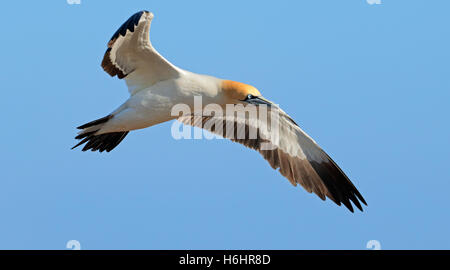 Cape Basstölpel (Morus Capensis) im Flug, Vogelinsel, Lamberts Bay, Südafrika Stockfoto