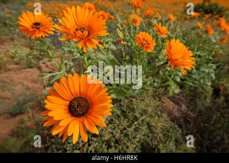 Bunte Wildblumen (Arctotis Fastuosa), Namaqualand, Northern Cape, Südafrika Stockfoto