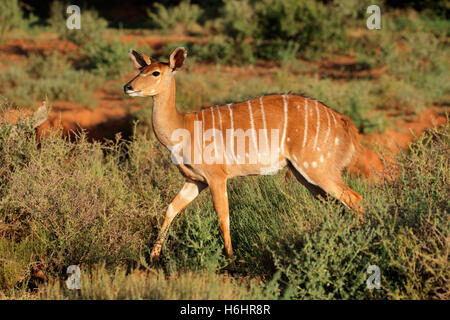 Weiblicher Nyala-Antilope (Tragelaphus Angasii) im natürlichen Lebensraum, Mokala National Park, Südafrika Stockfoto