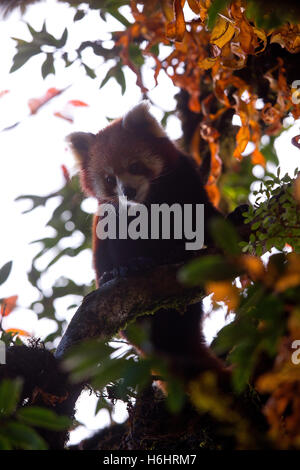 Porträt von wilden Pandas in Indien Stockfoto