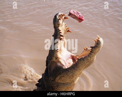 Einen großen Sprung (Fellows) Leistenkrokodil (Crocodylus Porosus) in einem australischen Fluss Stockfoto