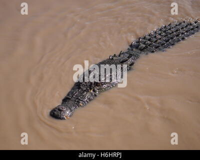 Eine große lauernden (Fellows) Leistenkrokodil (Crocodylus Porosus) in einem australischen Fluss Stockfoto