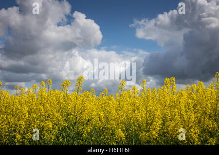 Gelbes Feld des Blühens Senf Anbau unter bewölktem Himmel Stockfoto