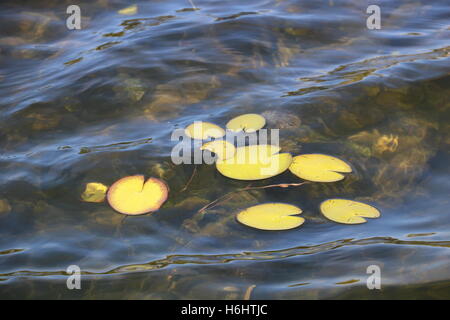 Seerosen auf einem Teich schwimmen Stockfoto