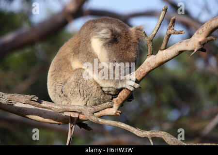 Koala in einer Kijiji. Great Otway National Park, Victoria, Australien. Stockfoto