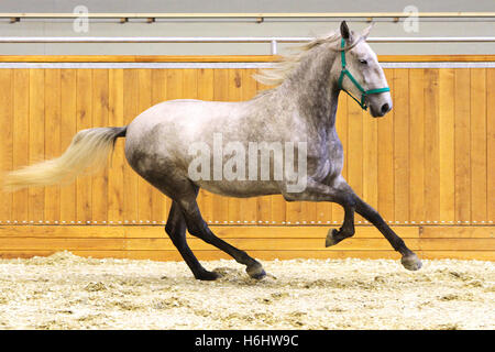 Grauen farbigen Lipizzaner Pferd läuft in Reithalle Stockfoto