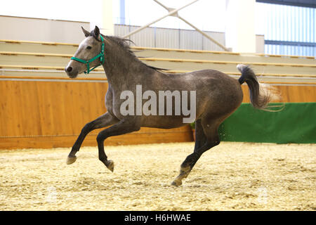 Reinrassiger Lipizzaner Pferd Galopp leere Reithalle Stockfoto