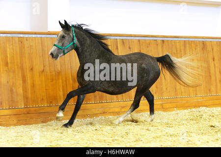 Leere Reithalle Lipizzaner Pferd einfahren Stockfoto