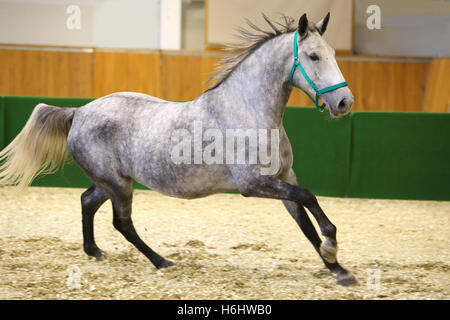 Grauen farbigen Lipizzaner Pferd läuft in Reithalle Stockfoto